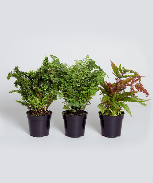 Jack & Jones Premium Suit Jacket